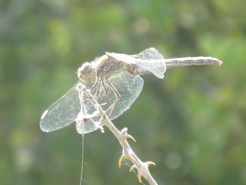 Sympetrum fonscolombii male? - Sympetrum striolatum